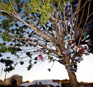Shoe Tree – The New Sign of Spring?